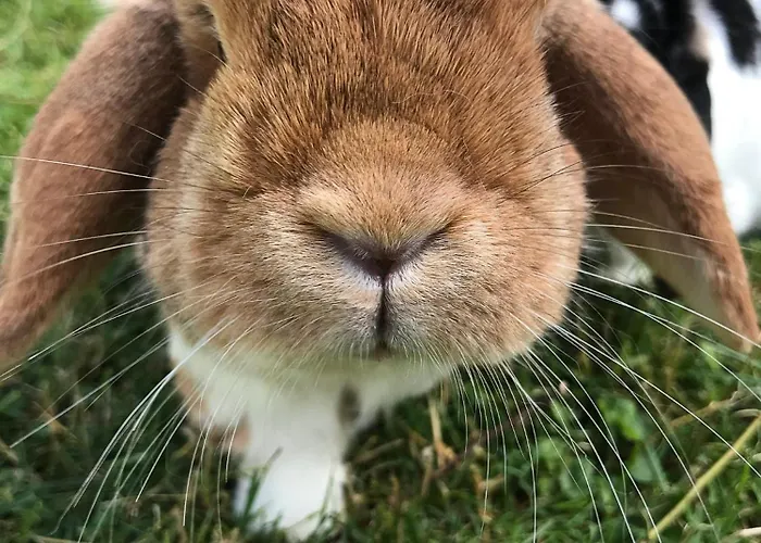 Wyzenborne 3* Sontra