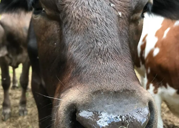 아파트호텔 Wyzenborne 3*